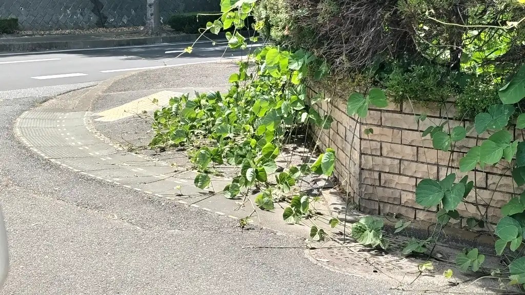 剪定してください