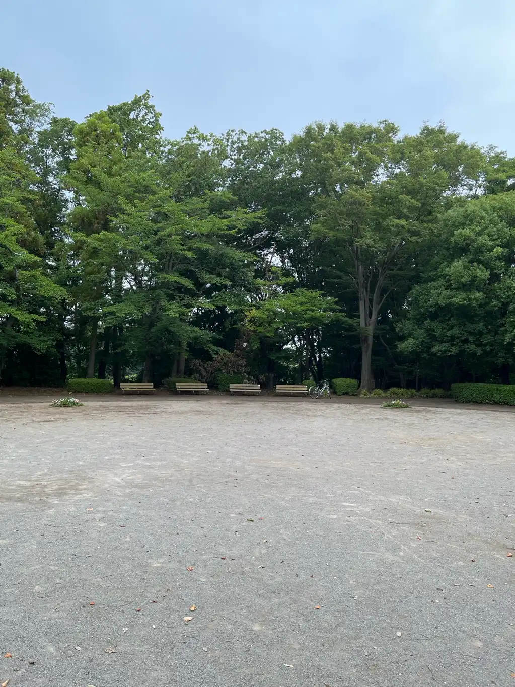 大木の枝が折れて落下