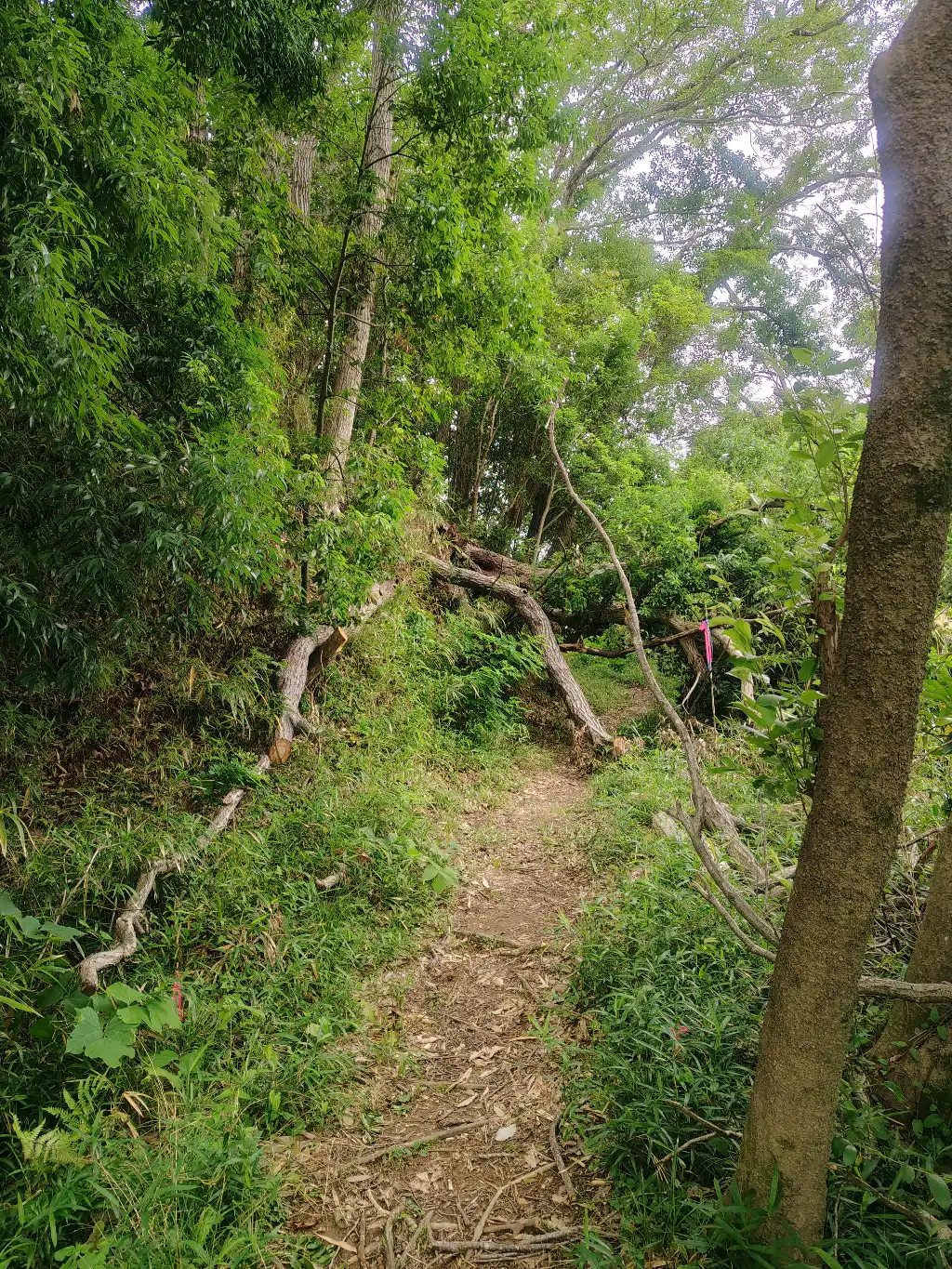 小鳥の道倒木