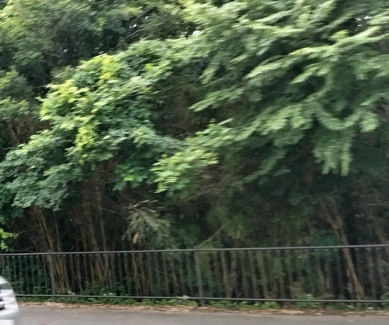 剪定お願いします