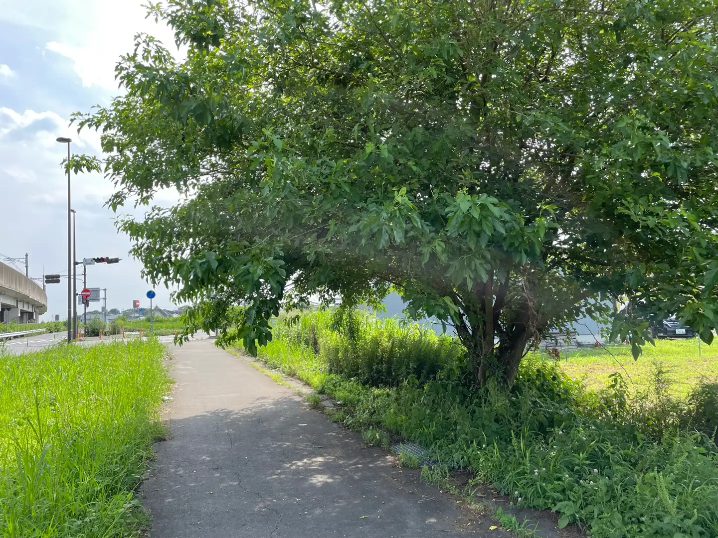 歩道に張り出した樹木の剪定のお願い