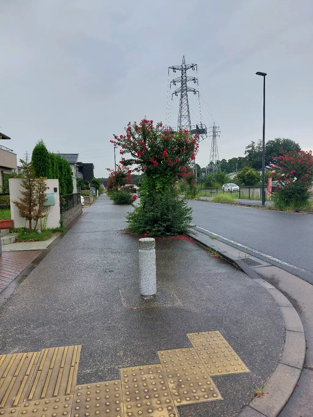 枝が伸びている