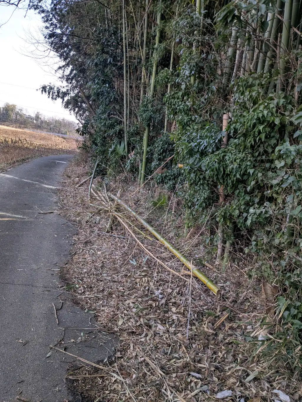 切除した孟宗竹の処理について