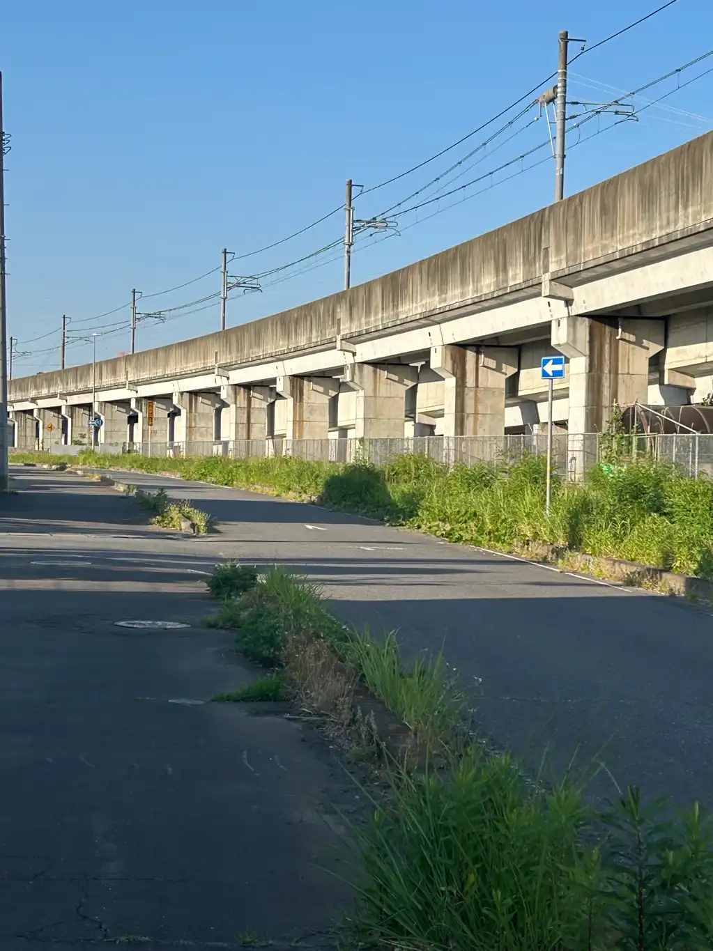 雑草で車が見えません。