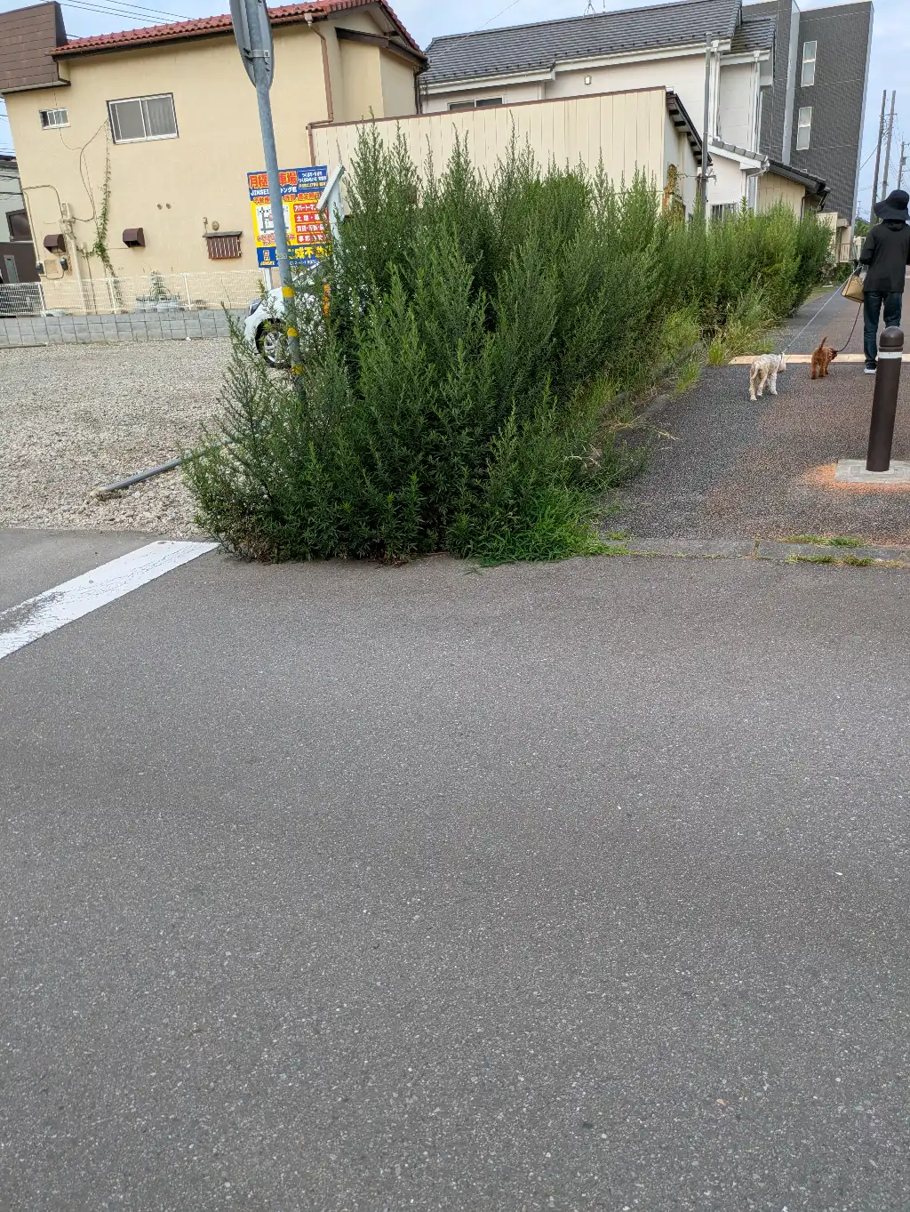 道路にはみ出した雑草の処理について