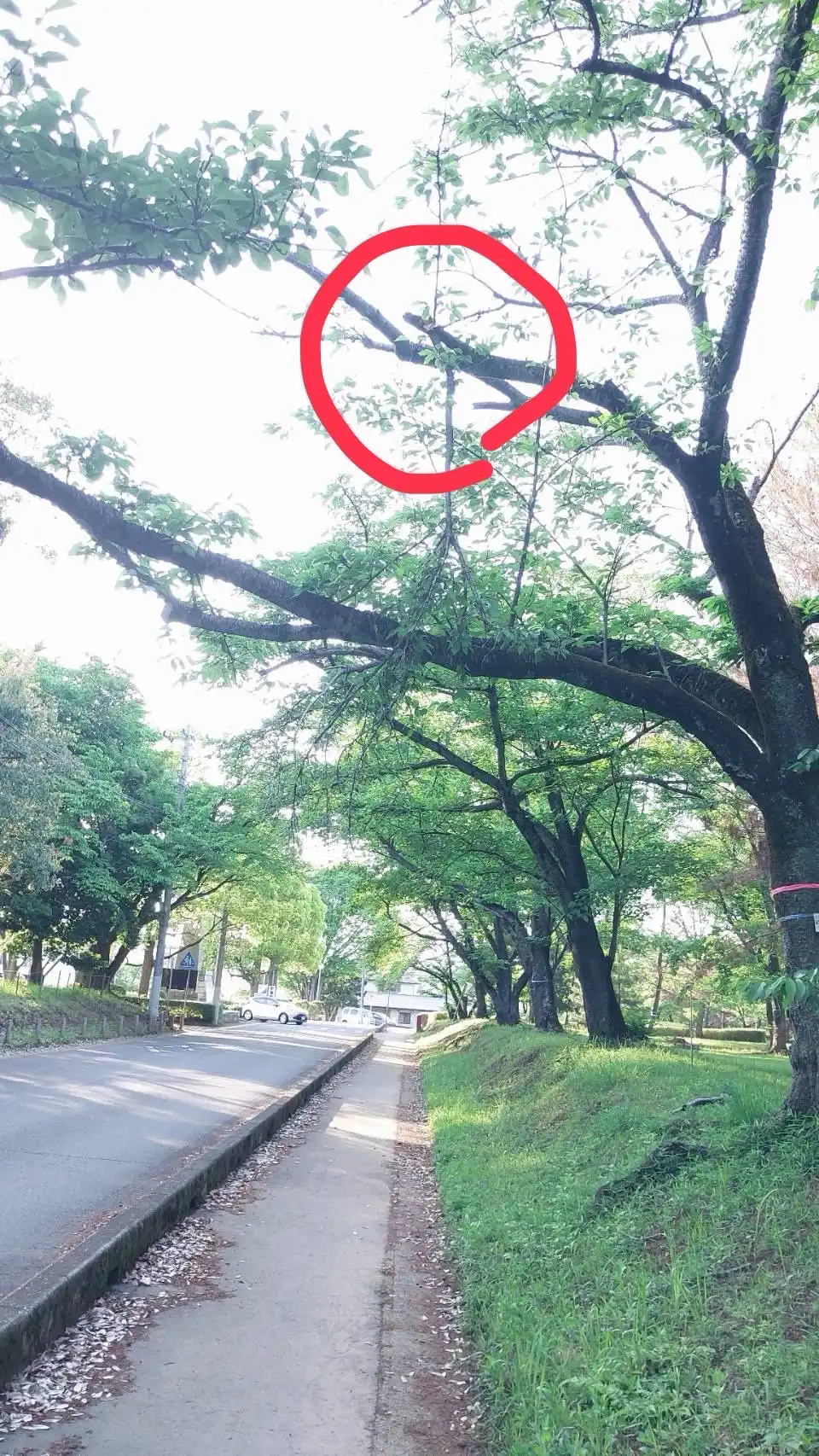 歩道上の桜の枝が折れていて落ちそうです