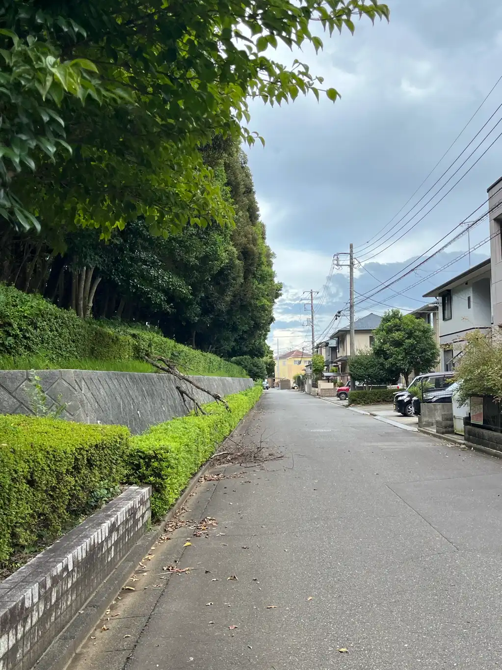 大雨で今城の木が倒れています。