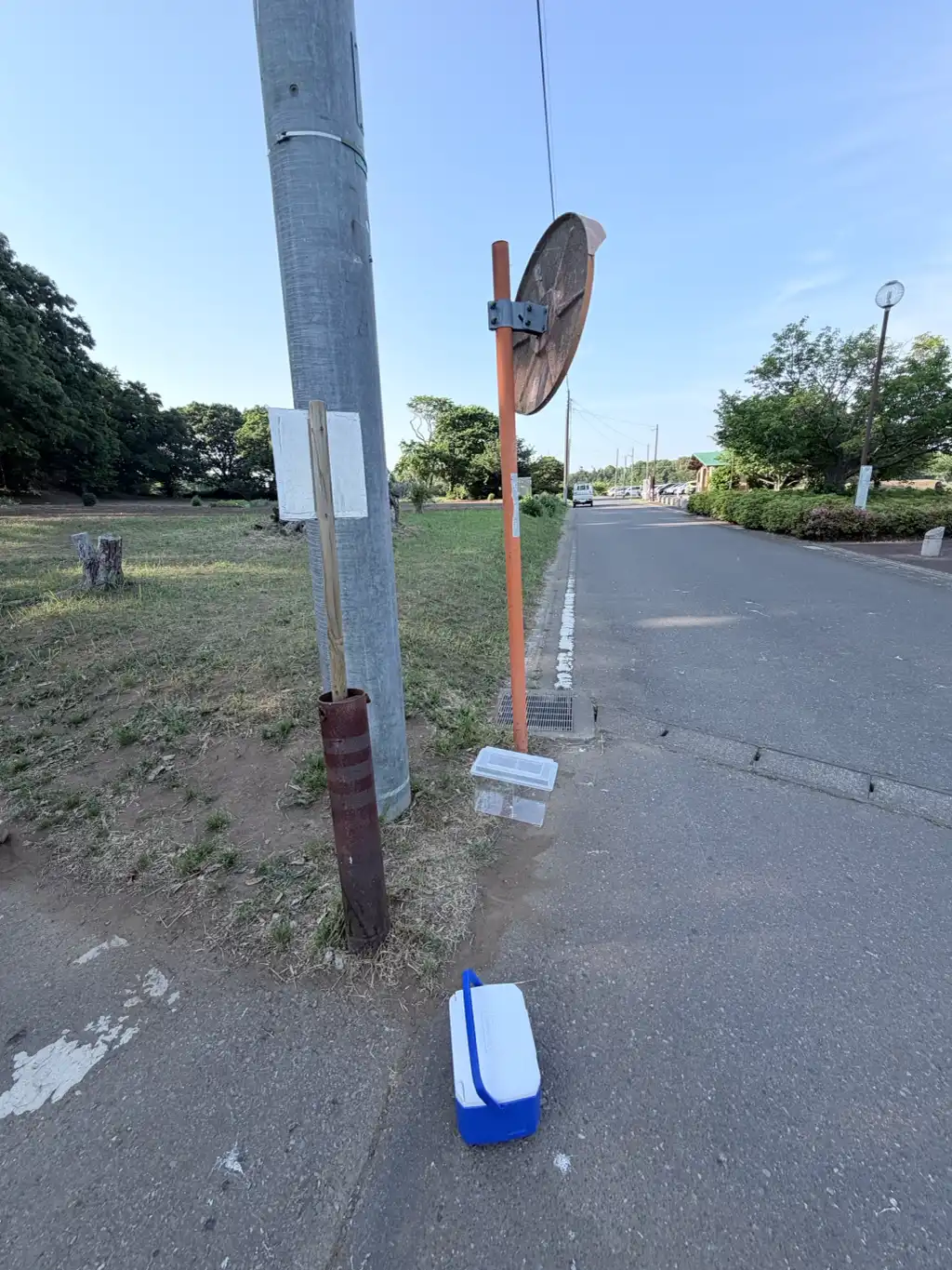 ポールの中に鳥が落ちている？住んでいる？