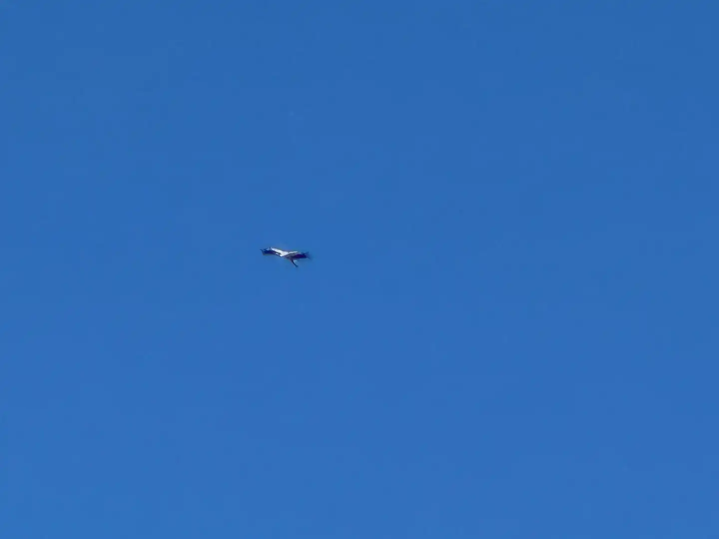 野鳥のみちにてコウノトリを観測しました