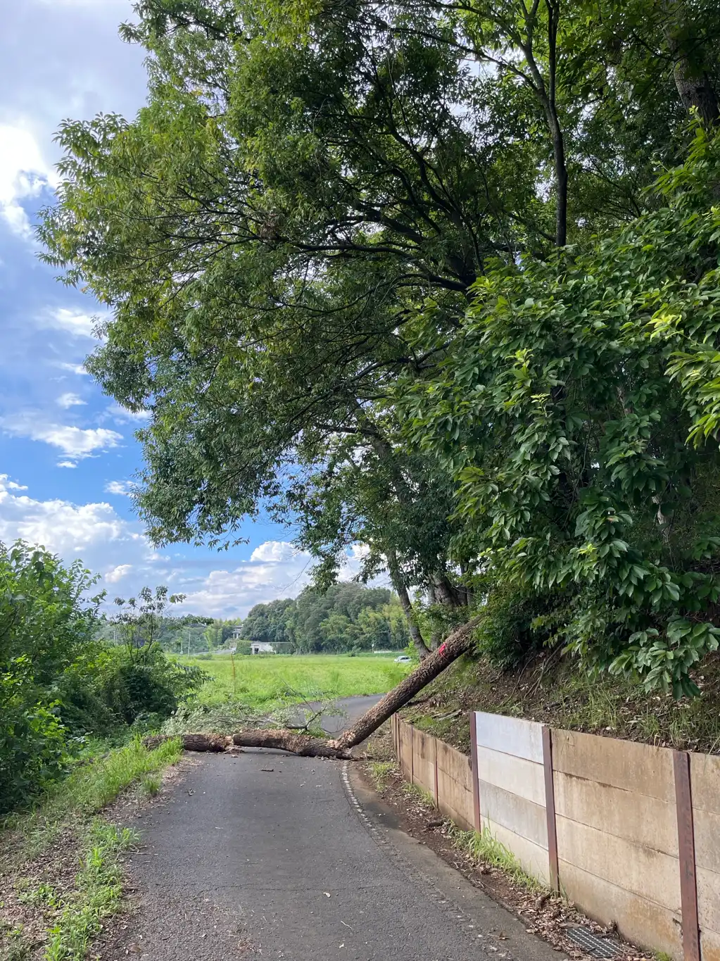 倒木です。