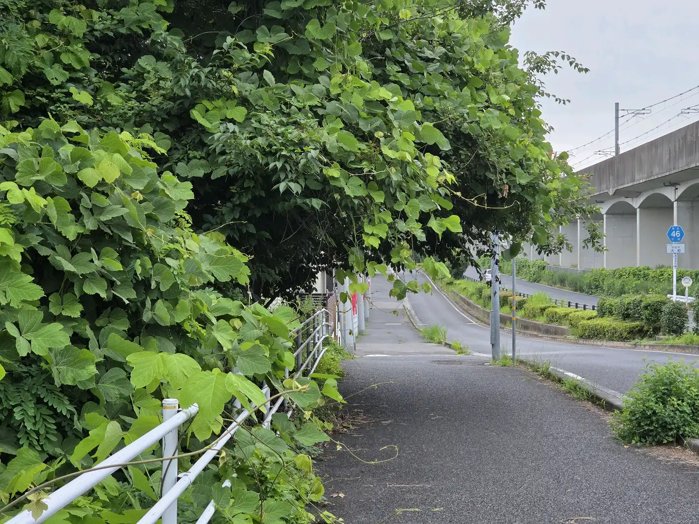 木の枝が伸びています