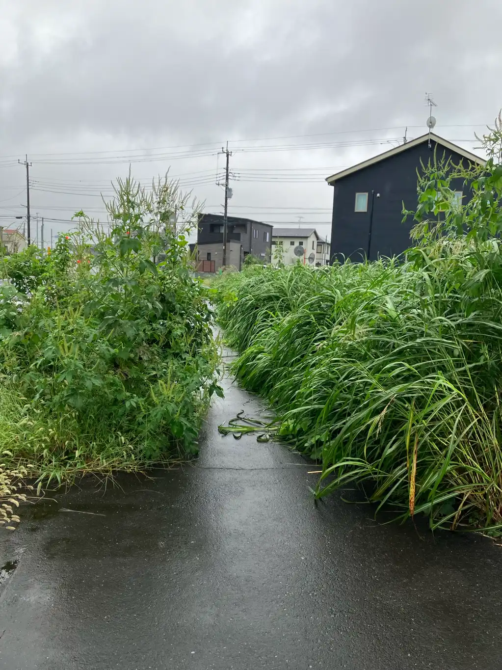 歩道及び空き地の除草のお願い