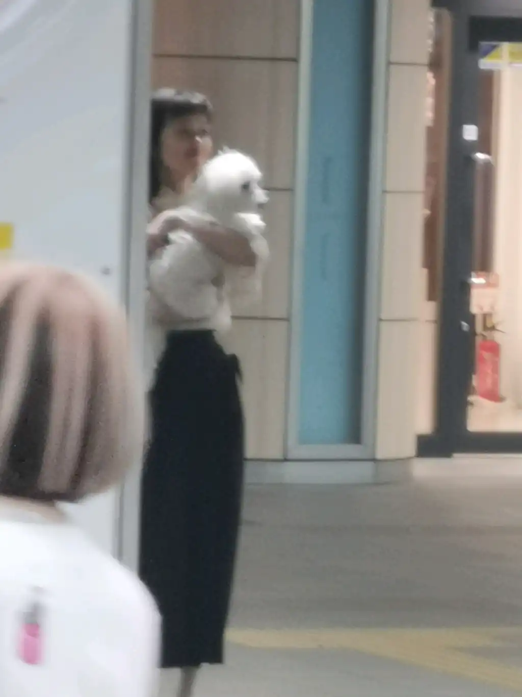 駅自由通路　犬侵入