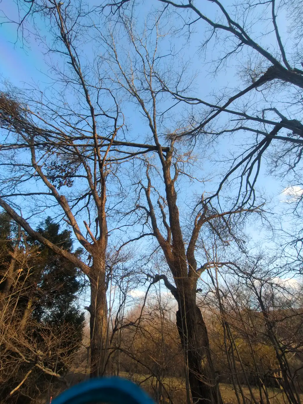 木の幹が折れています。