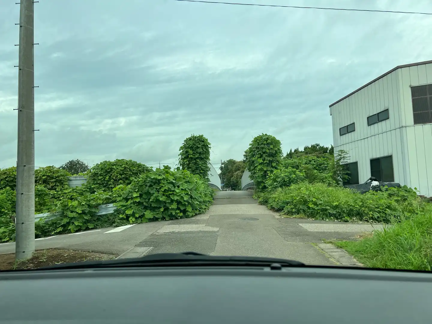 雑草の処理