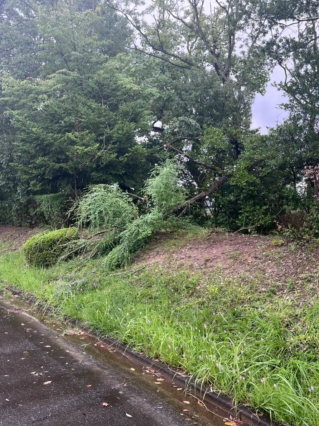 枯れた木が倒れたり、枝が折れて危険です。