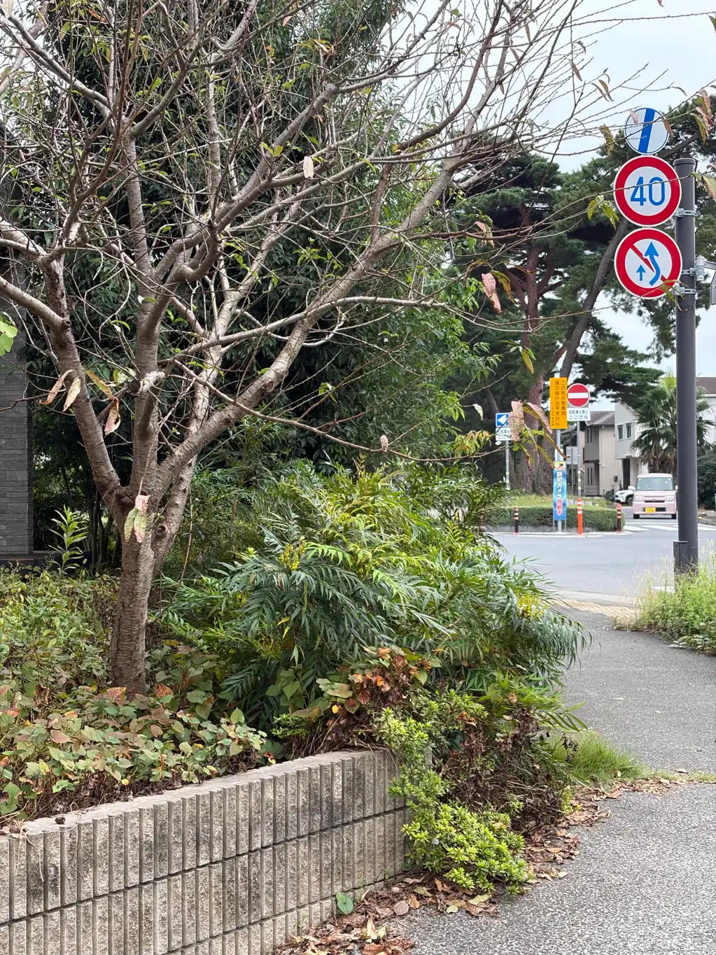 スズメバチが数匹飛んでいます