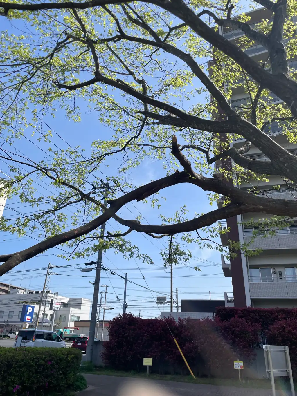 木の枝が折れている
