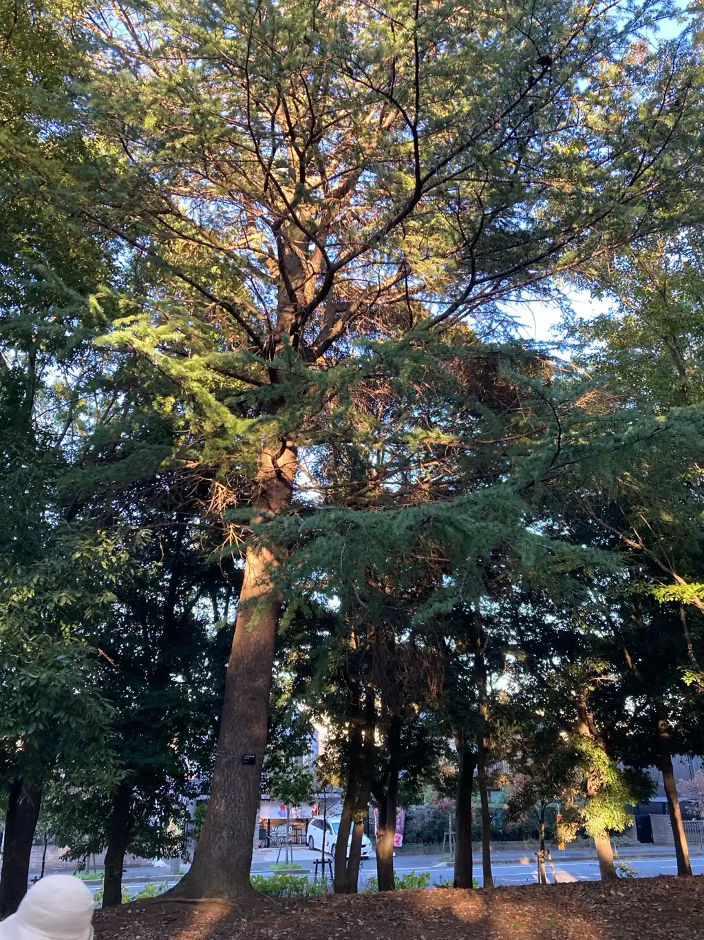 スズメバチの巣と思われるもの