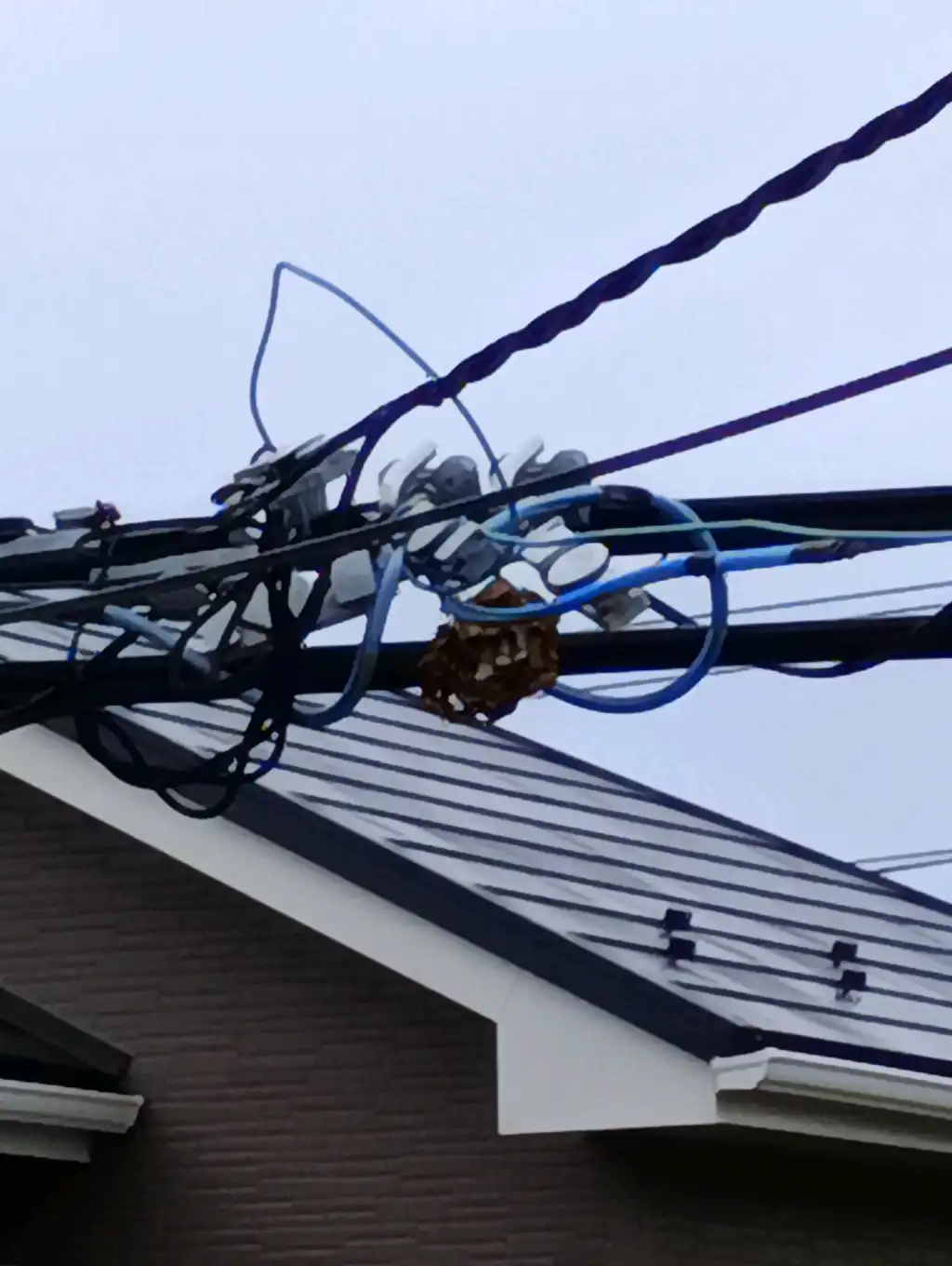 電線に蜂の巣