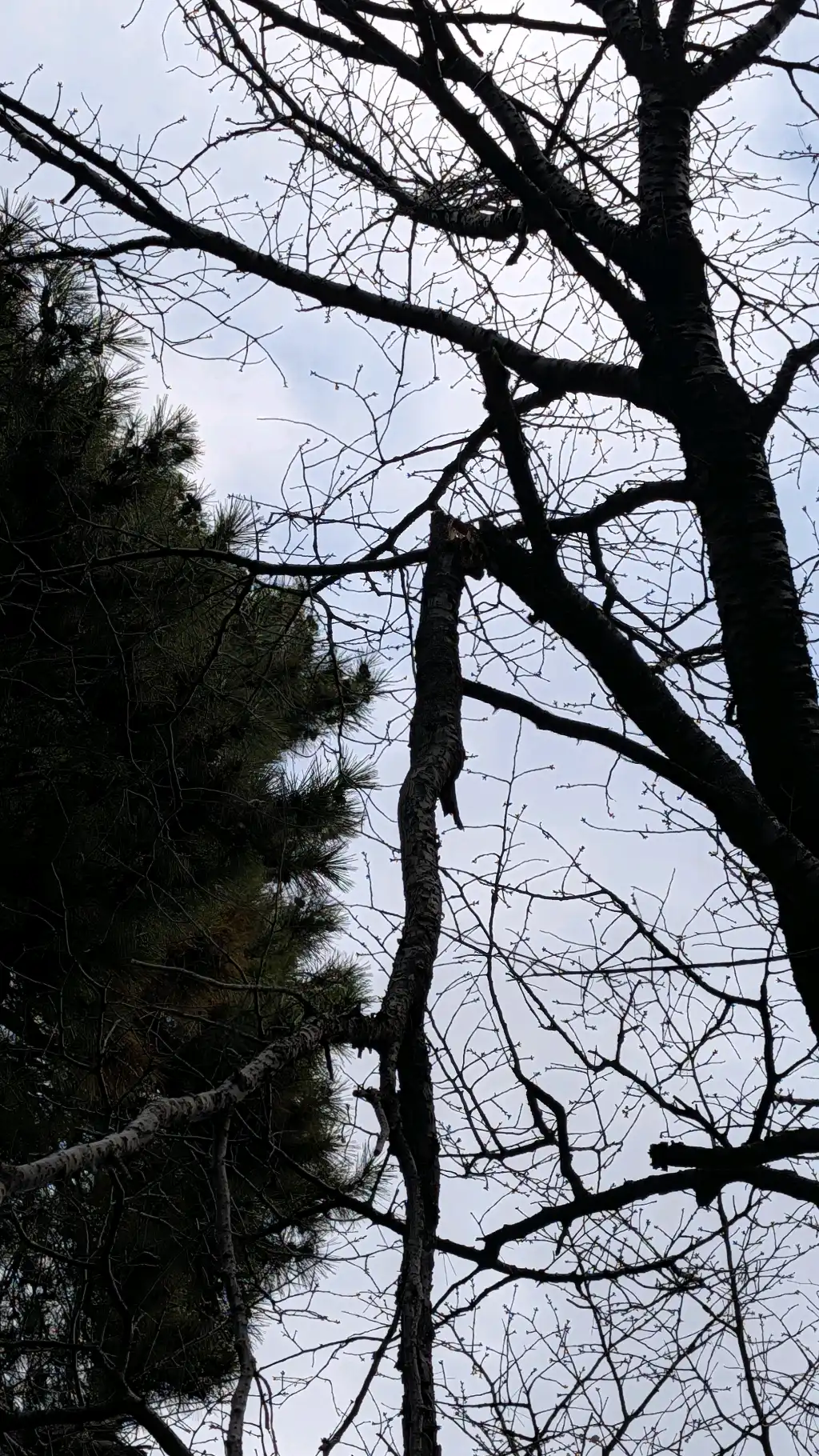 木の幹が折れている