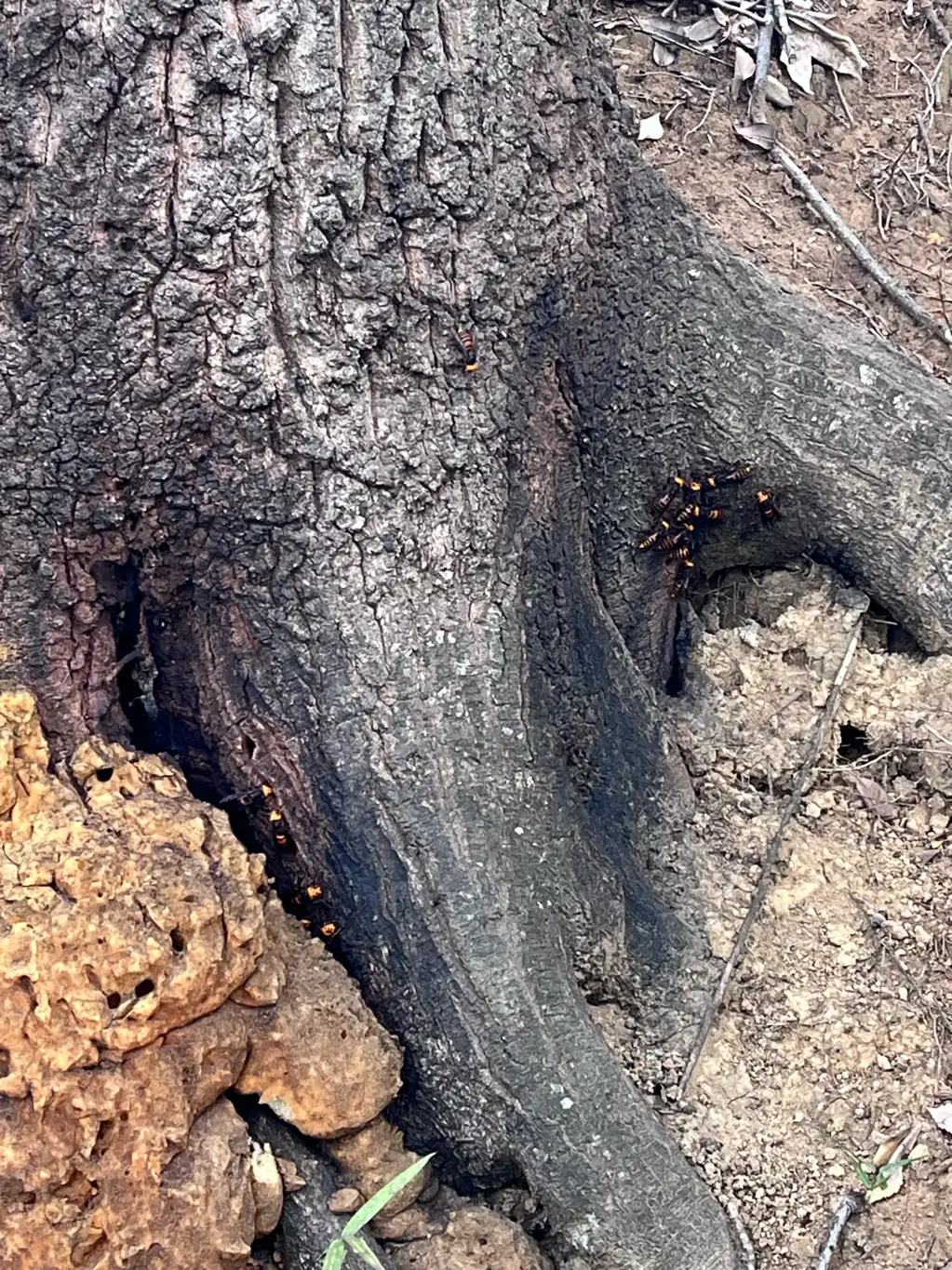 スズメバチが気に集まっています。