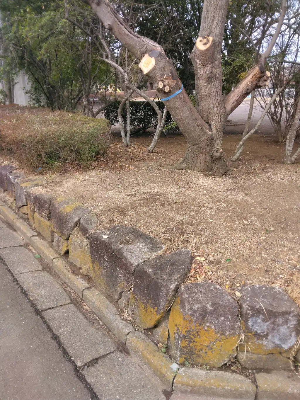 ゆうやけ公園内の放置自転車