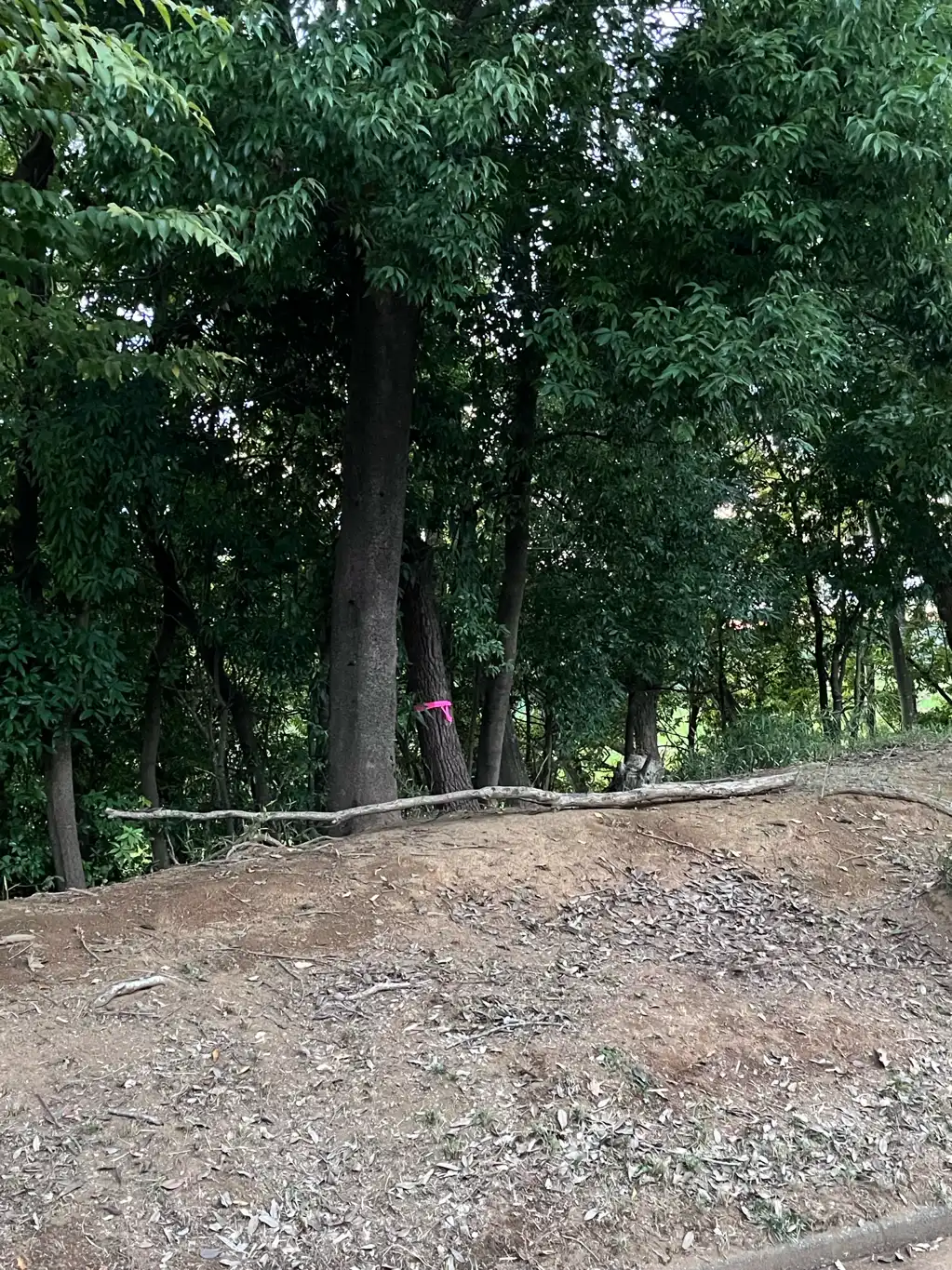 スズメバチが、住宅街の法面のけやきの木に8から10匹程度、常に着いており危険です。