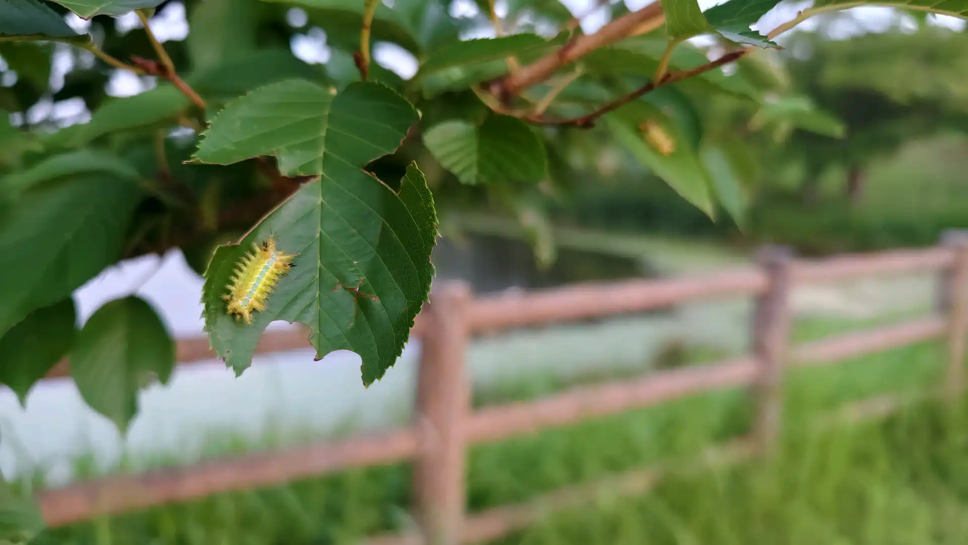 桜の木にイラガが発生しています