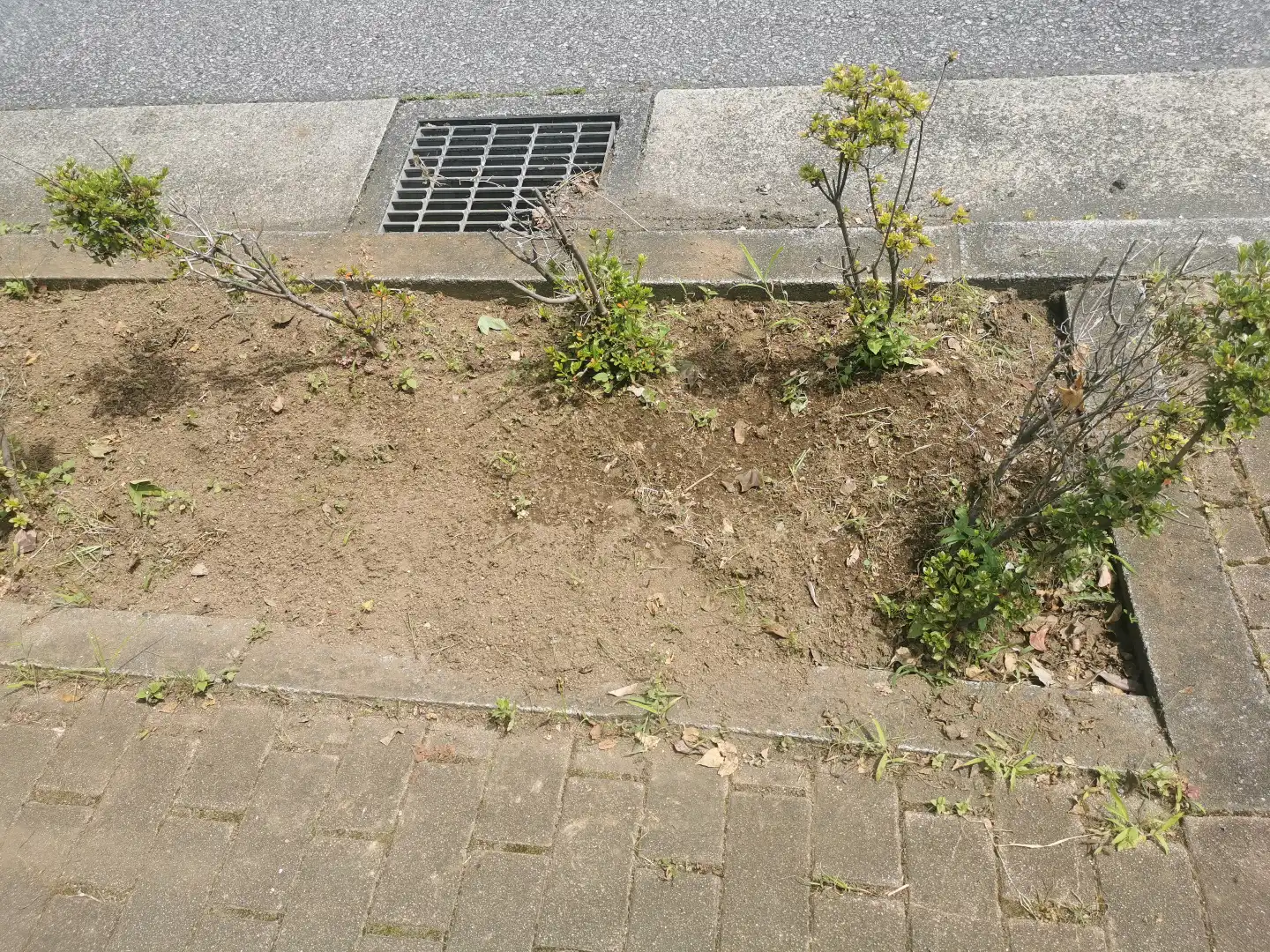 ツツジ補植