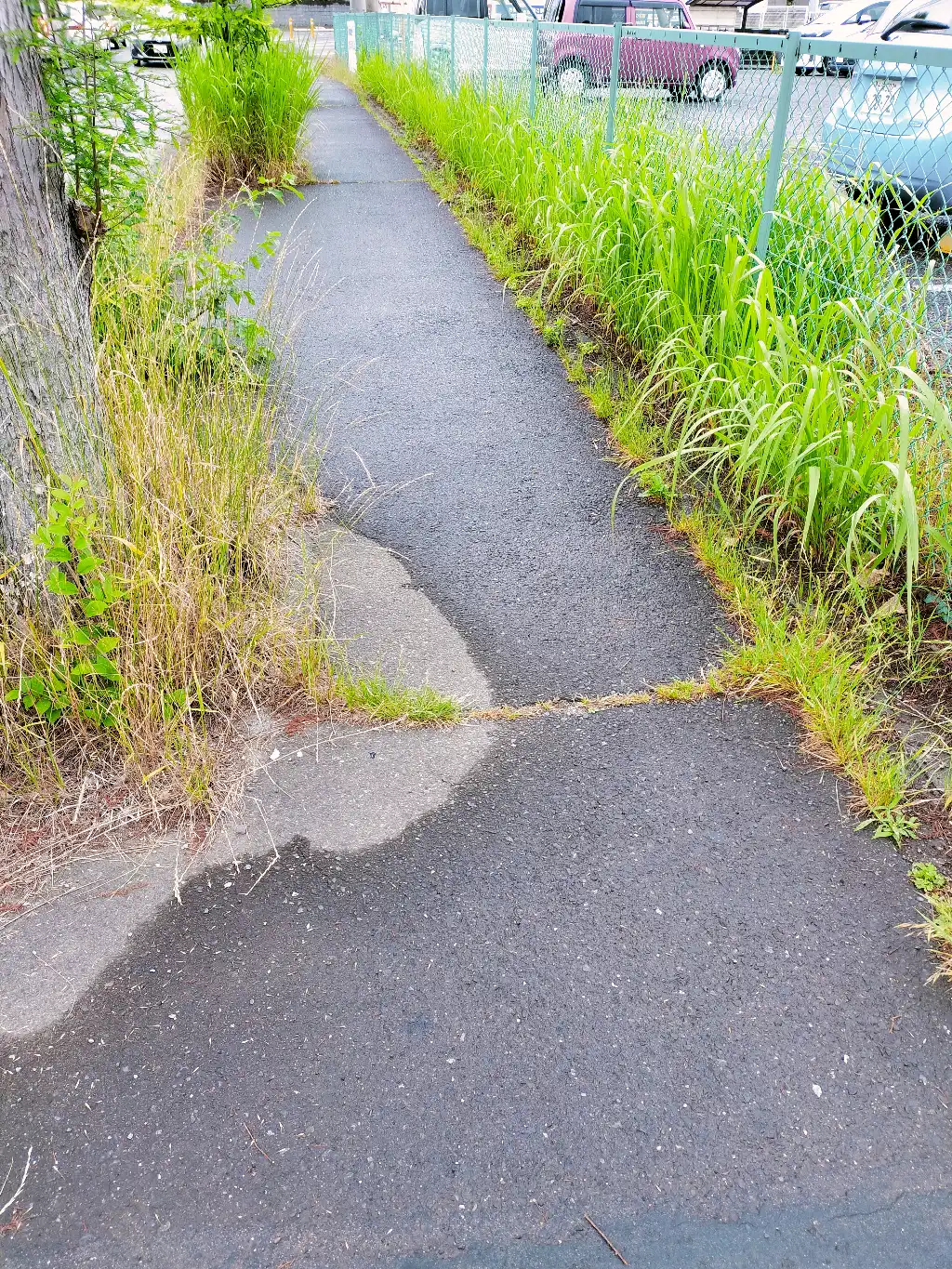 歩道、街路樹下の雑草