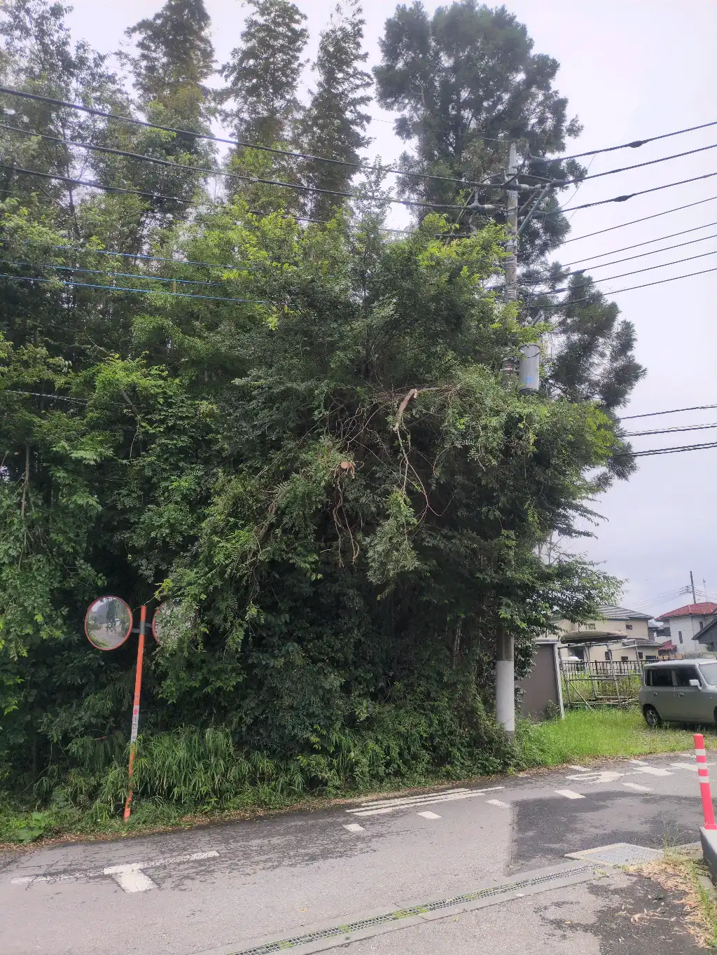 落ちそうな枝