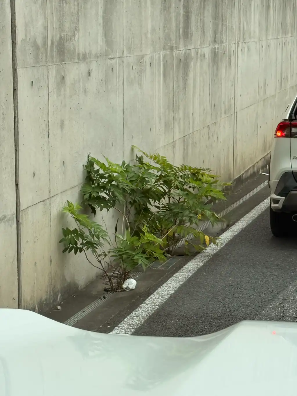 側溝に木が生えている