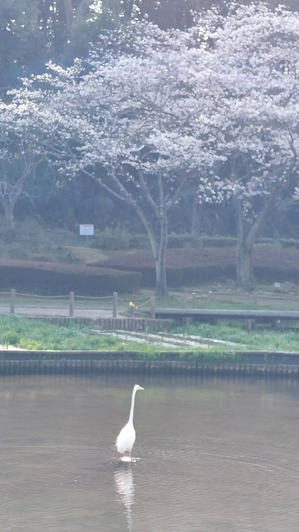 桜鷺