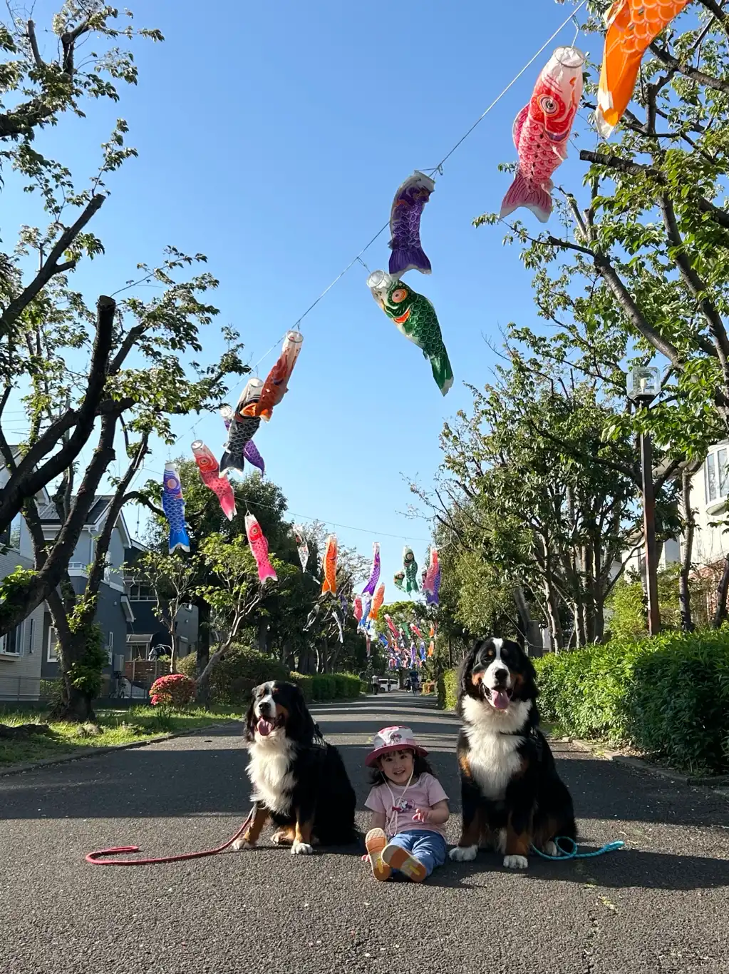 こいのぼり🎏