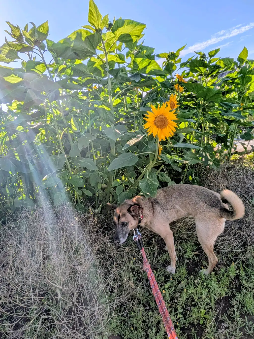 夏だね！