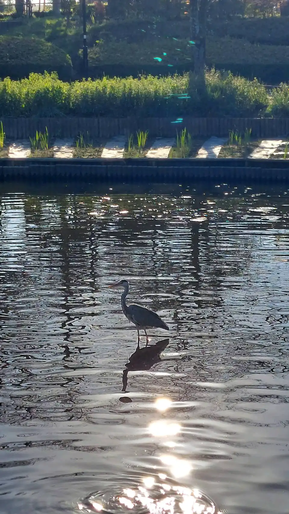 午後三時の水鏡