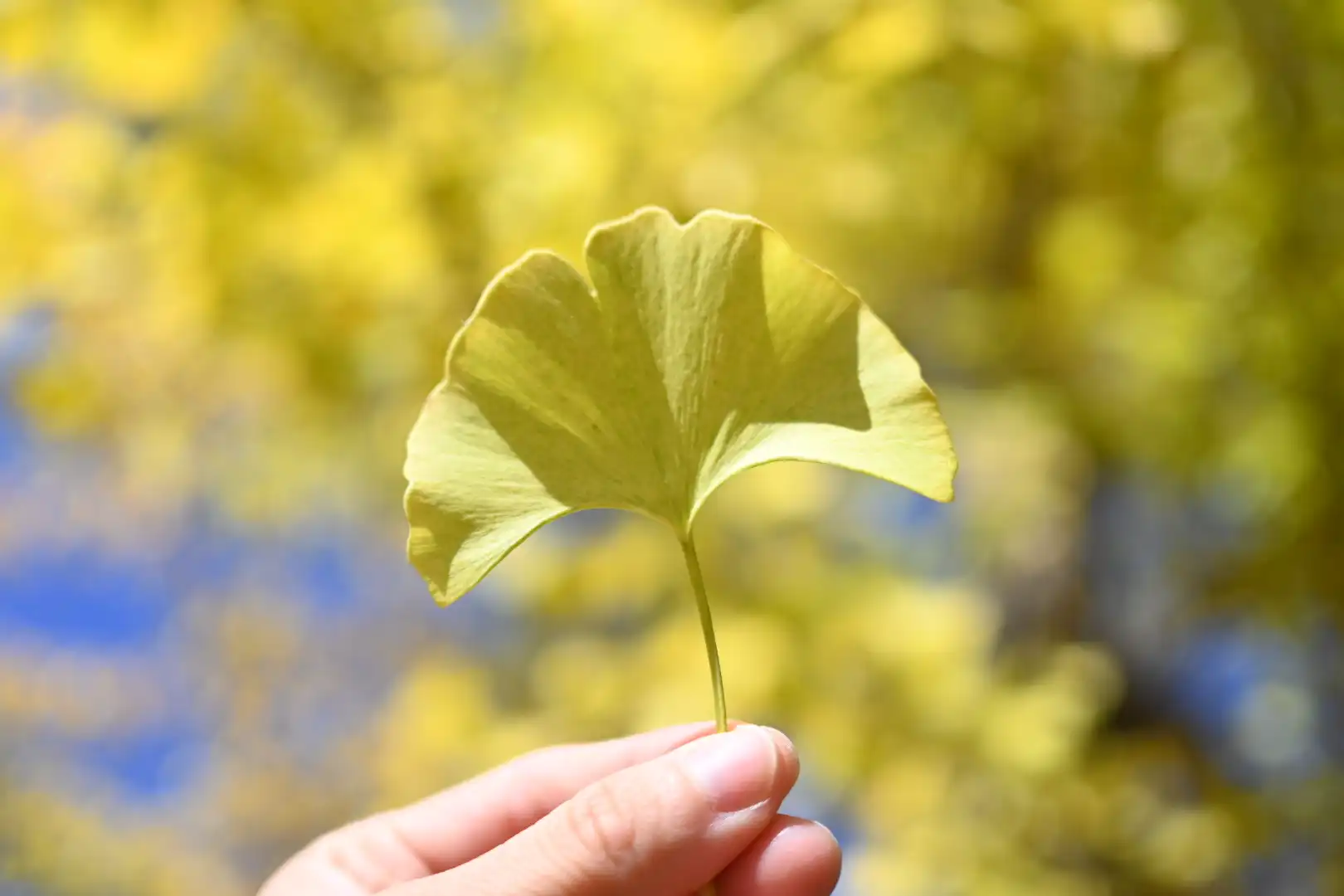 きれいな銀杏を発見！