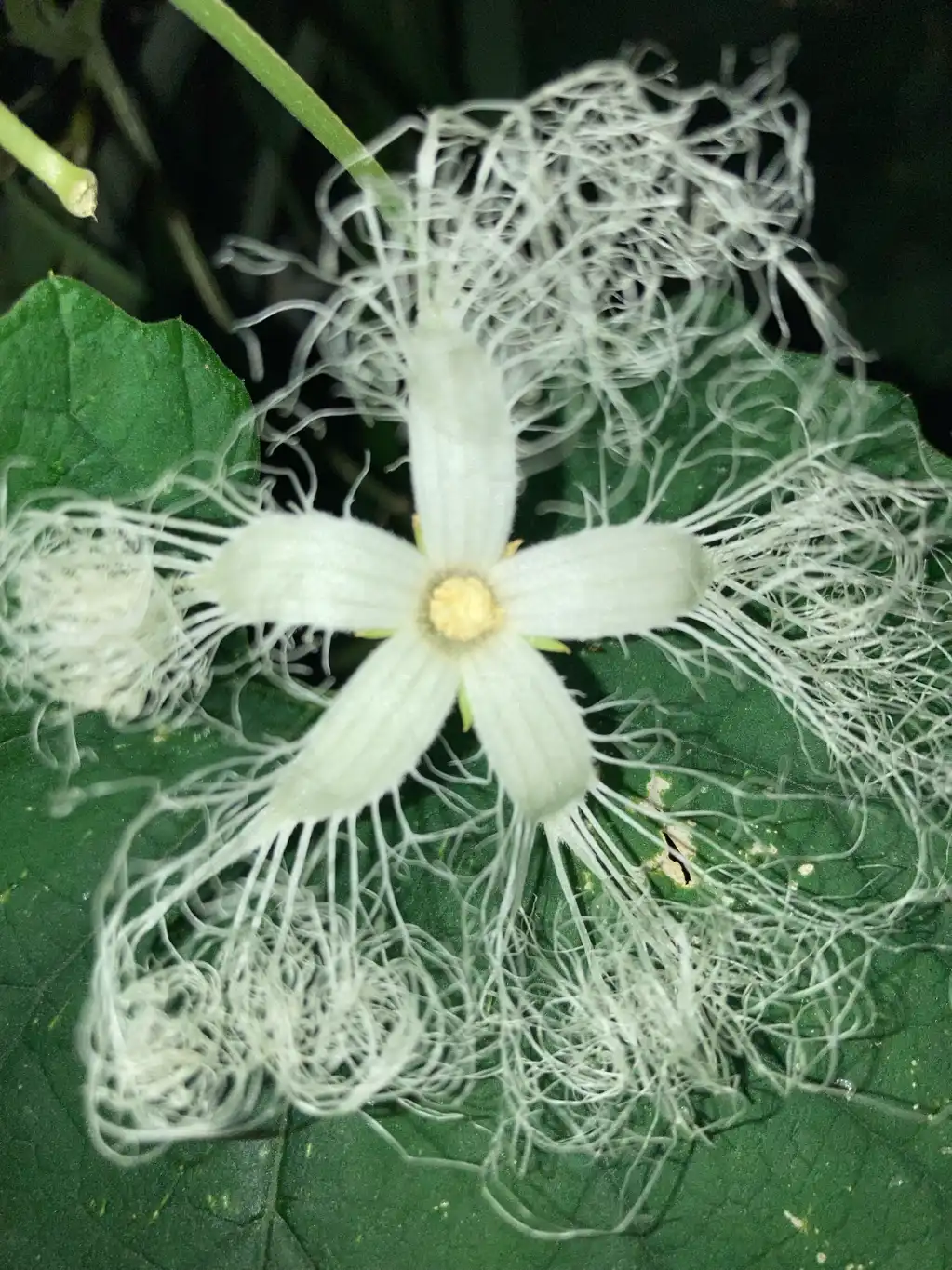 夜に咲く花