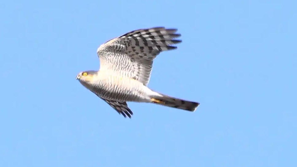 空高く飛ぶハイタカ