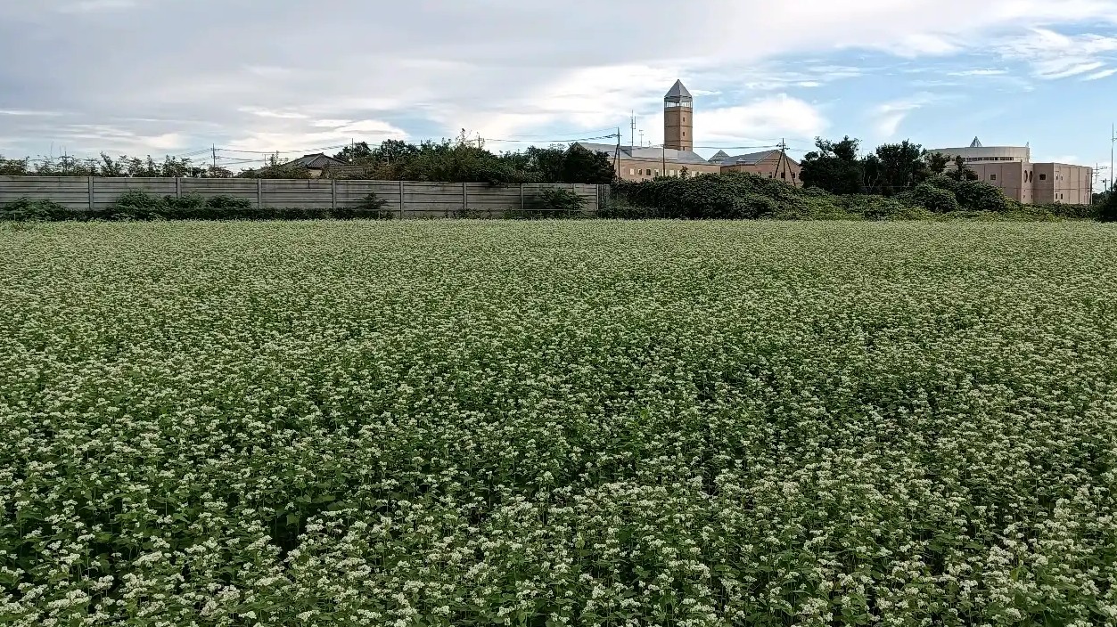 蕎麦の花
