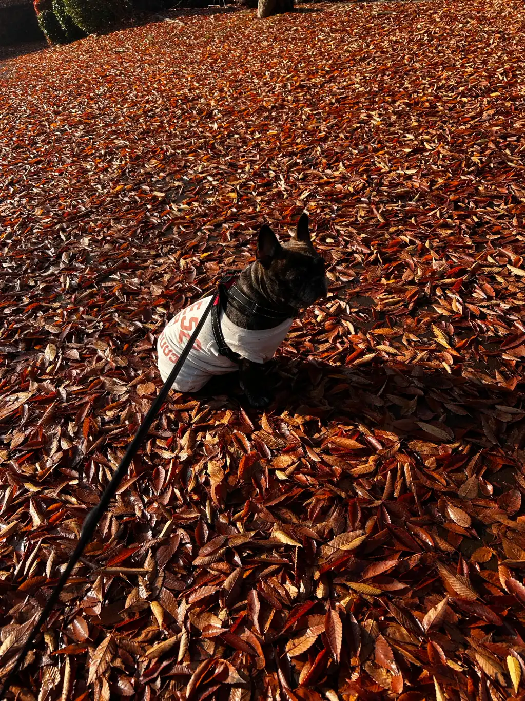 落ち葉のじゅうたん