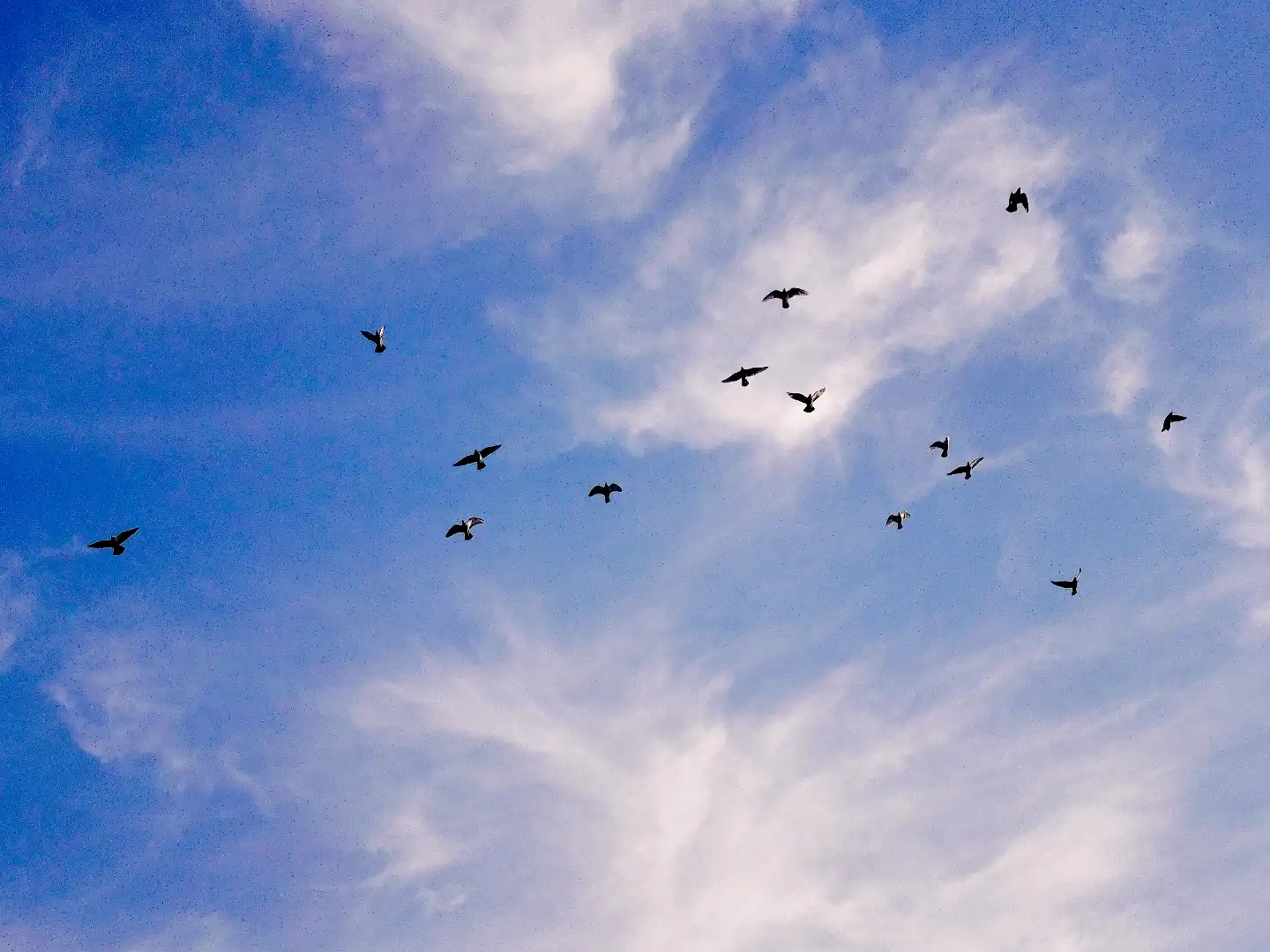 朝の空と鳥の群れ