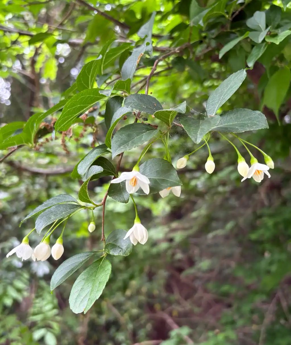 エゴノキの花