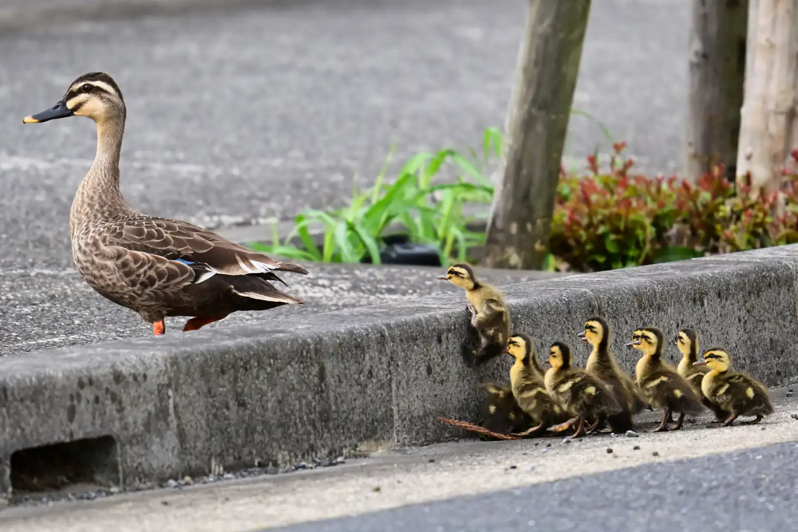 カルガモのお引っ越し