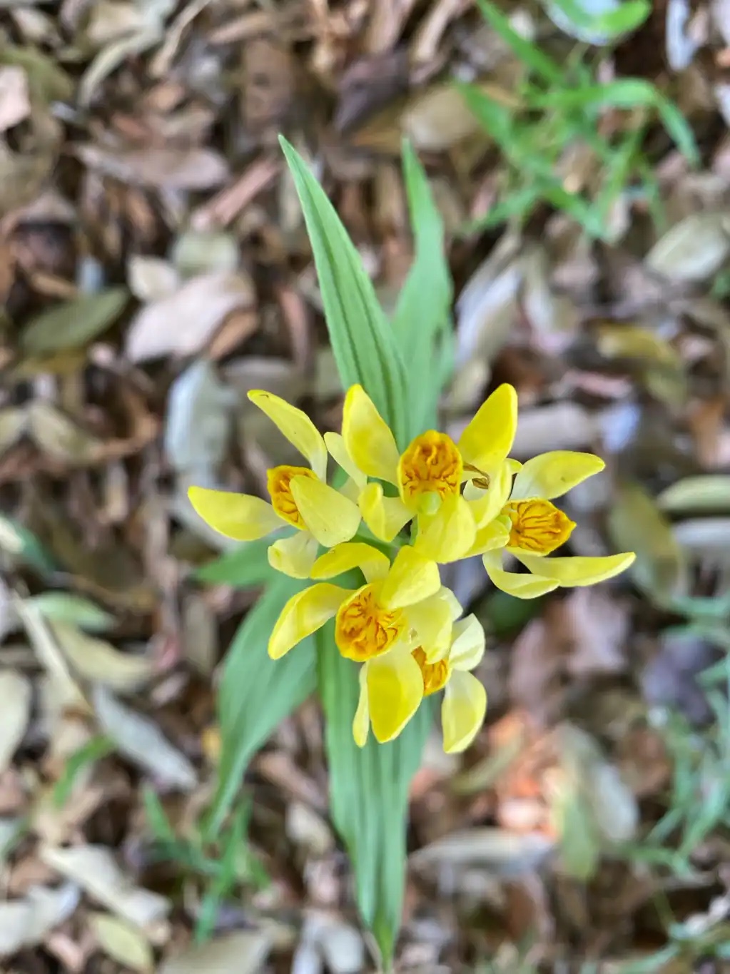 山ゆり公園で撮ったキンラン