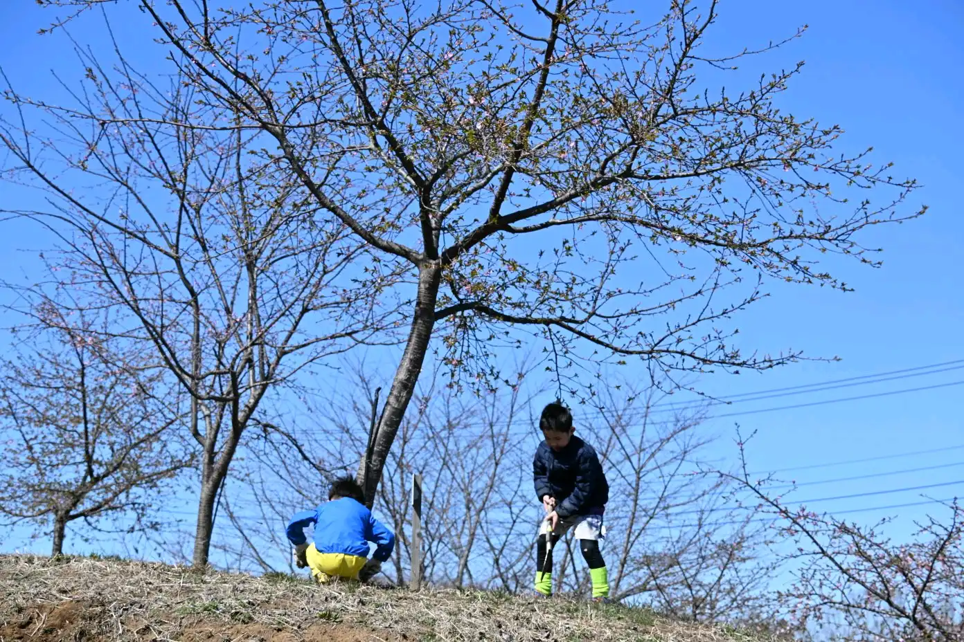 河津桜のお手入れ、がんばります！