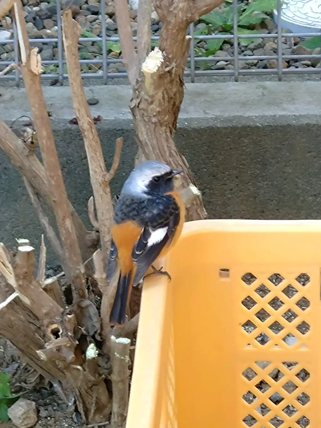 庭掃除withジョウビタキ