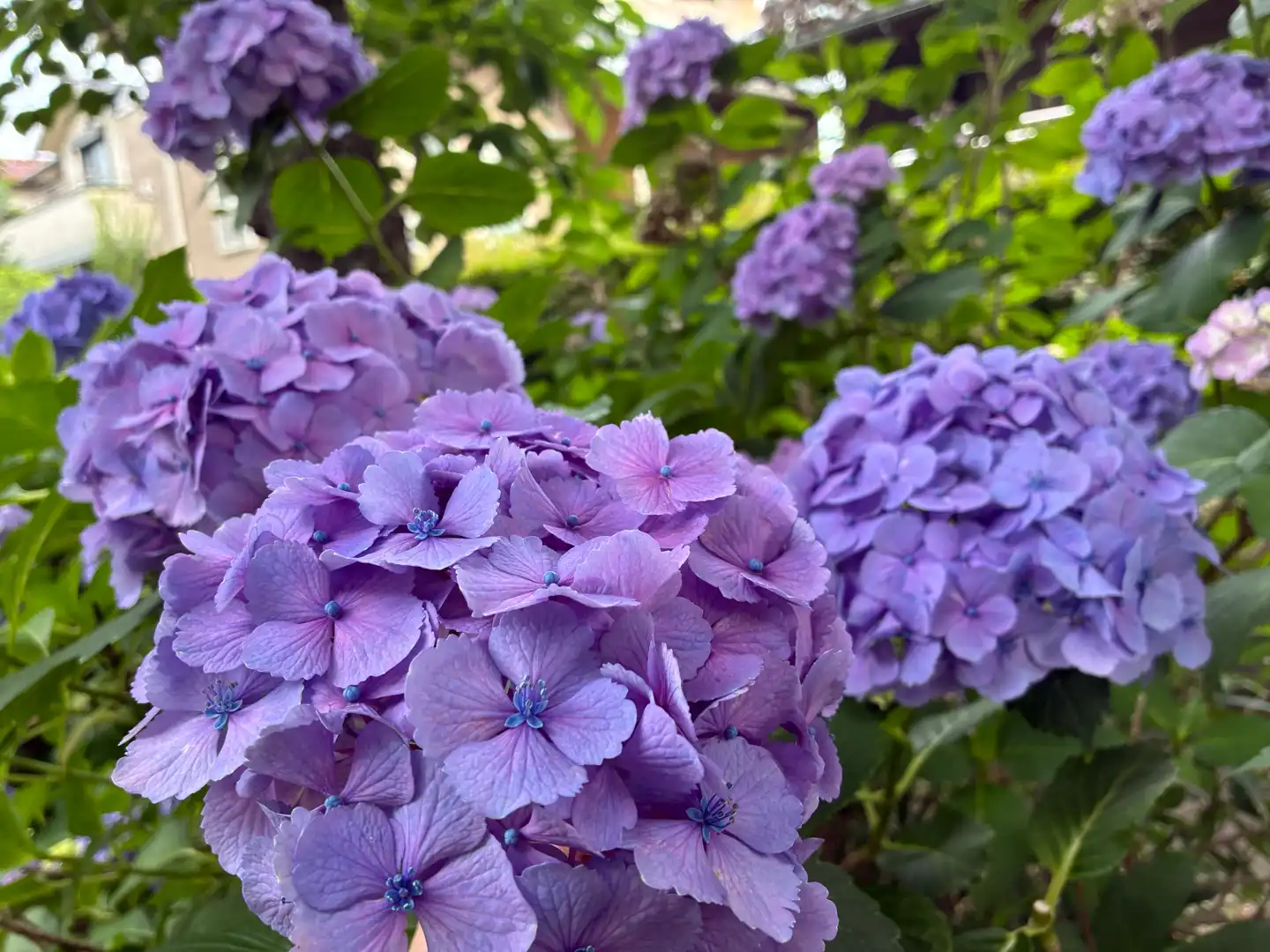 紫陽花