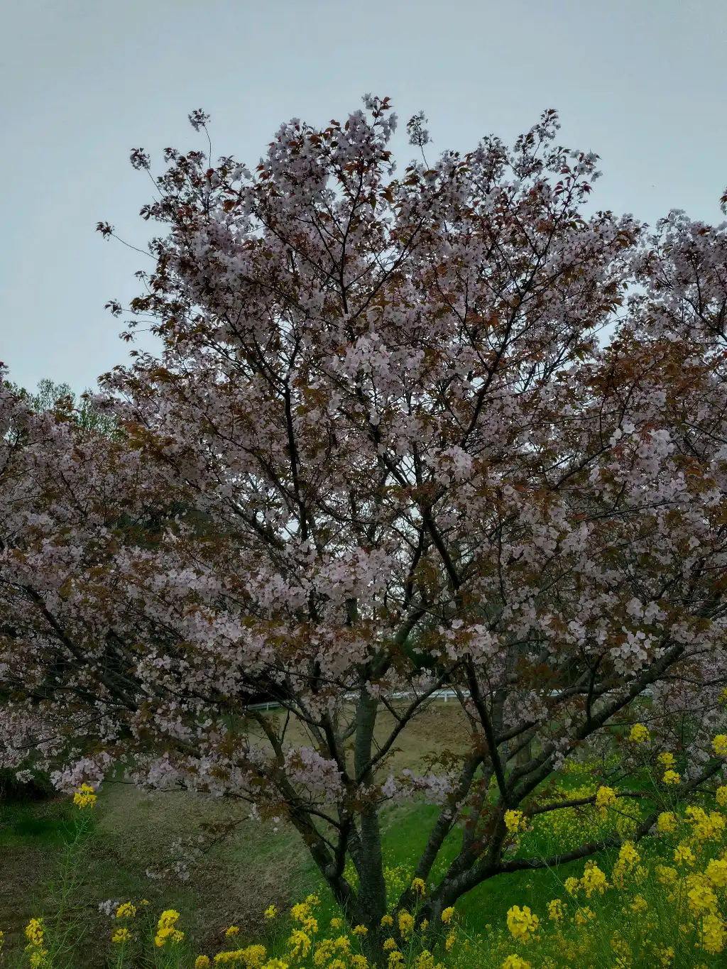 桜🌸も終わりですね。